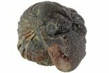 Bumpy Enrolled Morocops (Phacops) Trilobite #86419-2